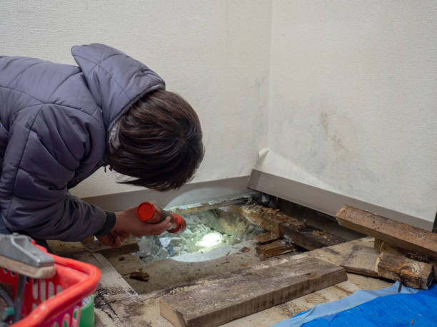 Best Mold Damage Restoration  in Elkins Rk, PA