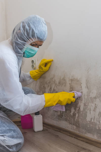 Best Forensic Mold Investigation  in Elkins Rk, PA